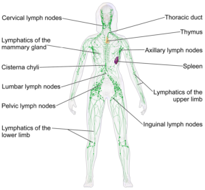 lympathic system brighton