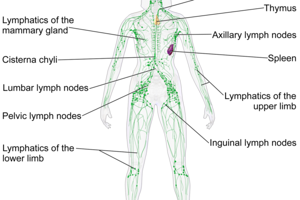 MLD lymphatic system lympathic system brighton